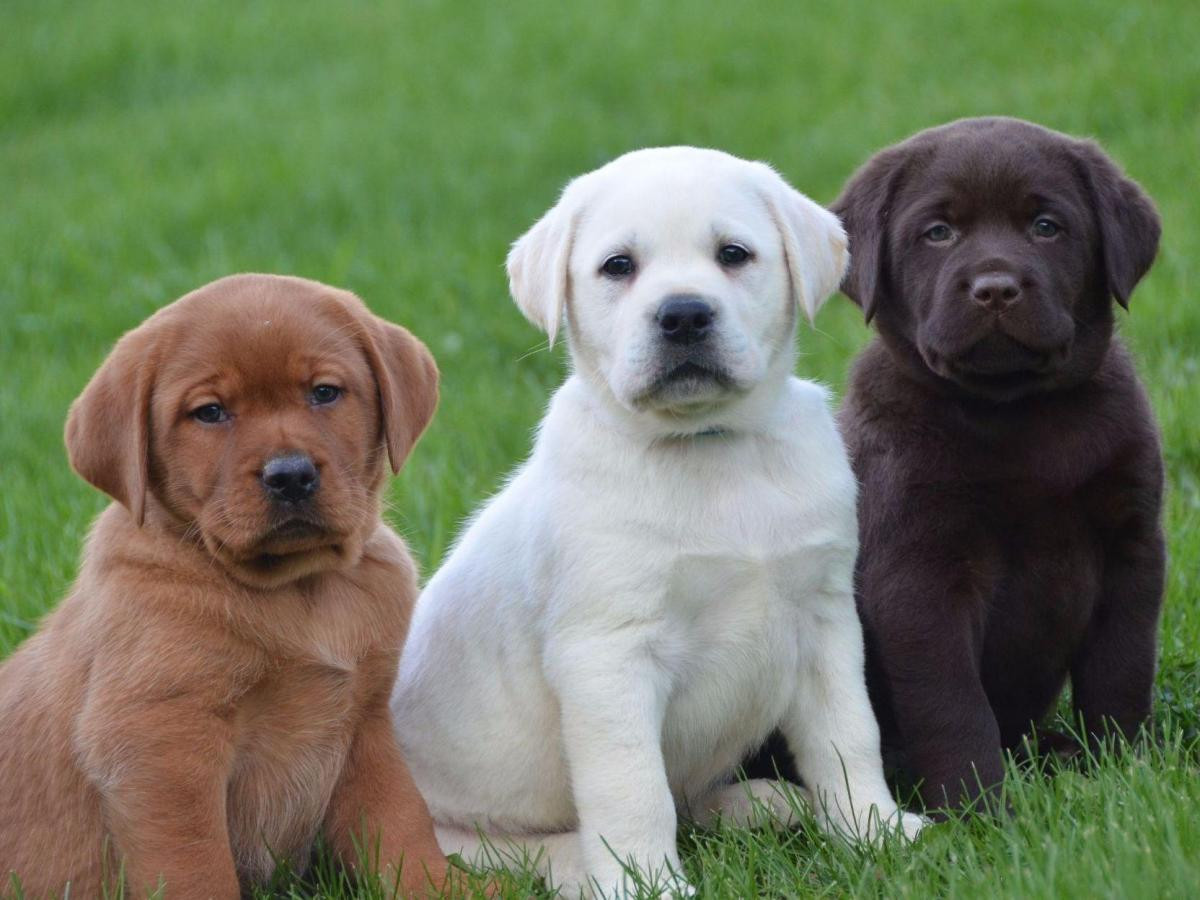 chunky golden labrador puppies for sale