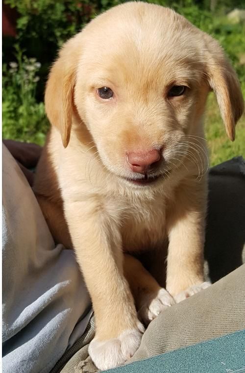 Labrador Retriever Puppies For Sale Abilene, TX 147215