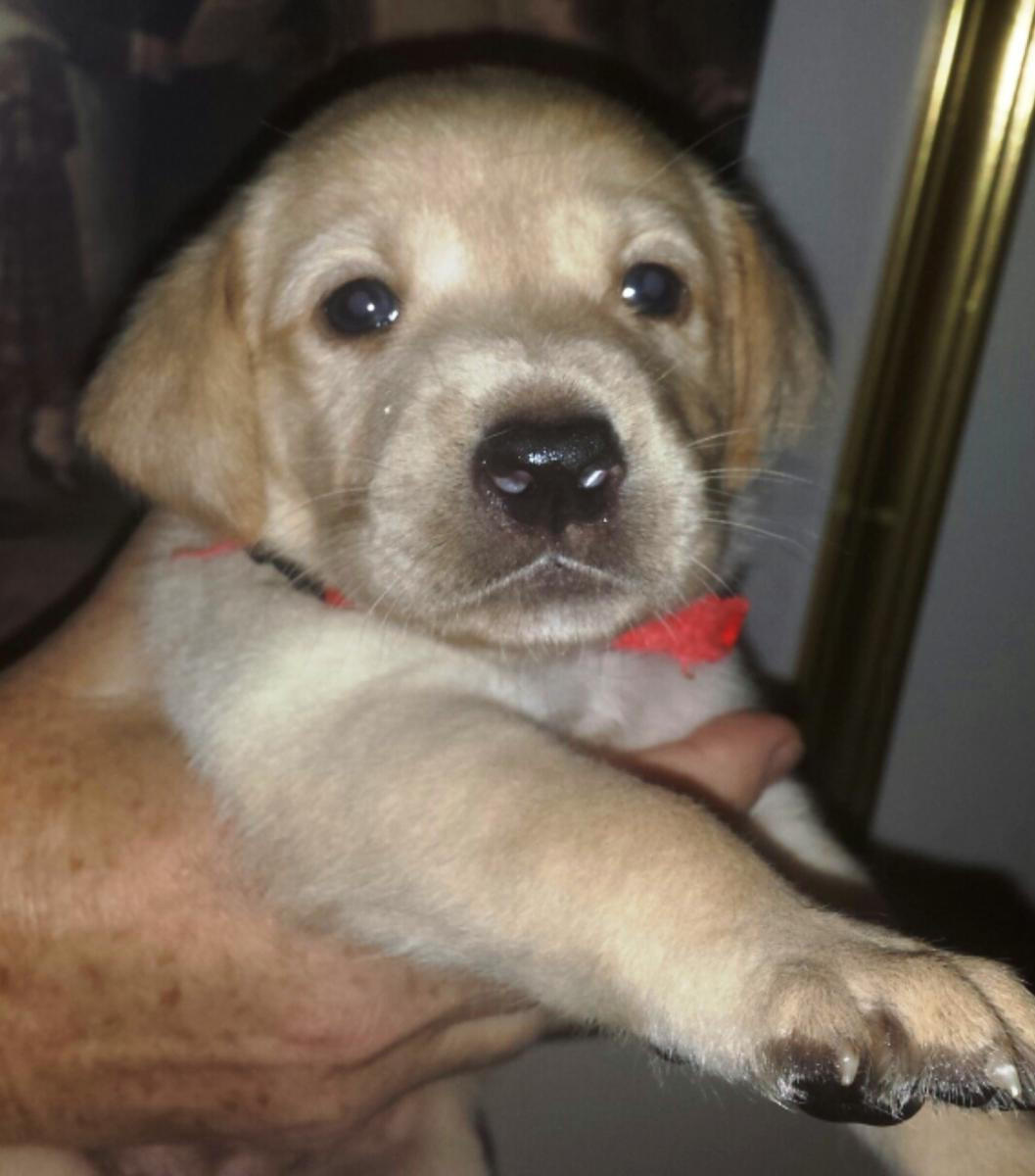 Labrador Retriever Puppies For Sale Greensboro, NC 150294