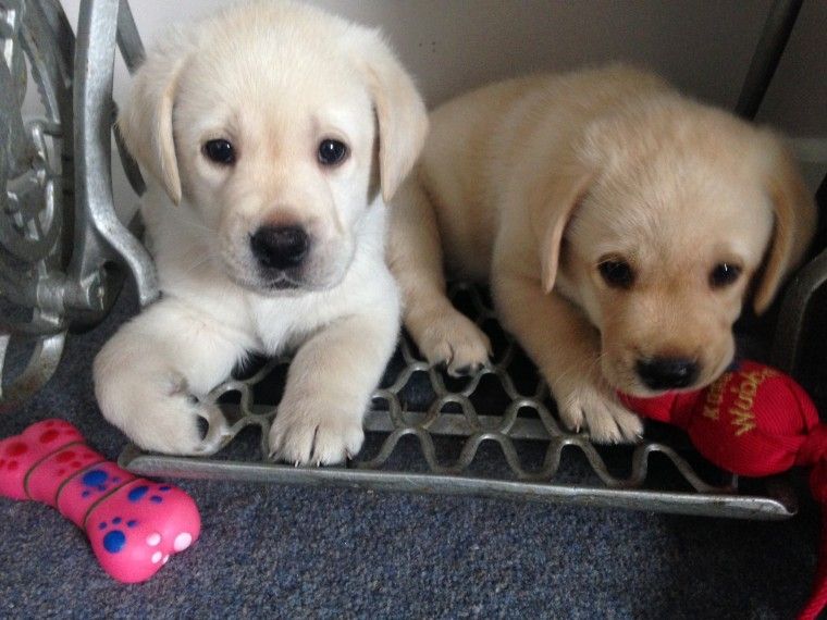 Labrador Retriever Puppies For Sale Seattle, WA 157270