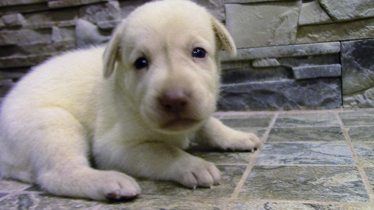 Labrador Retriever Puppies For Sale Green Bay, WI 160012
