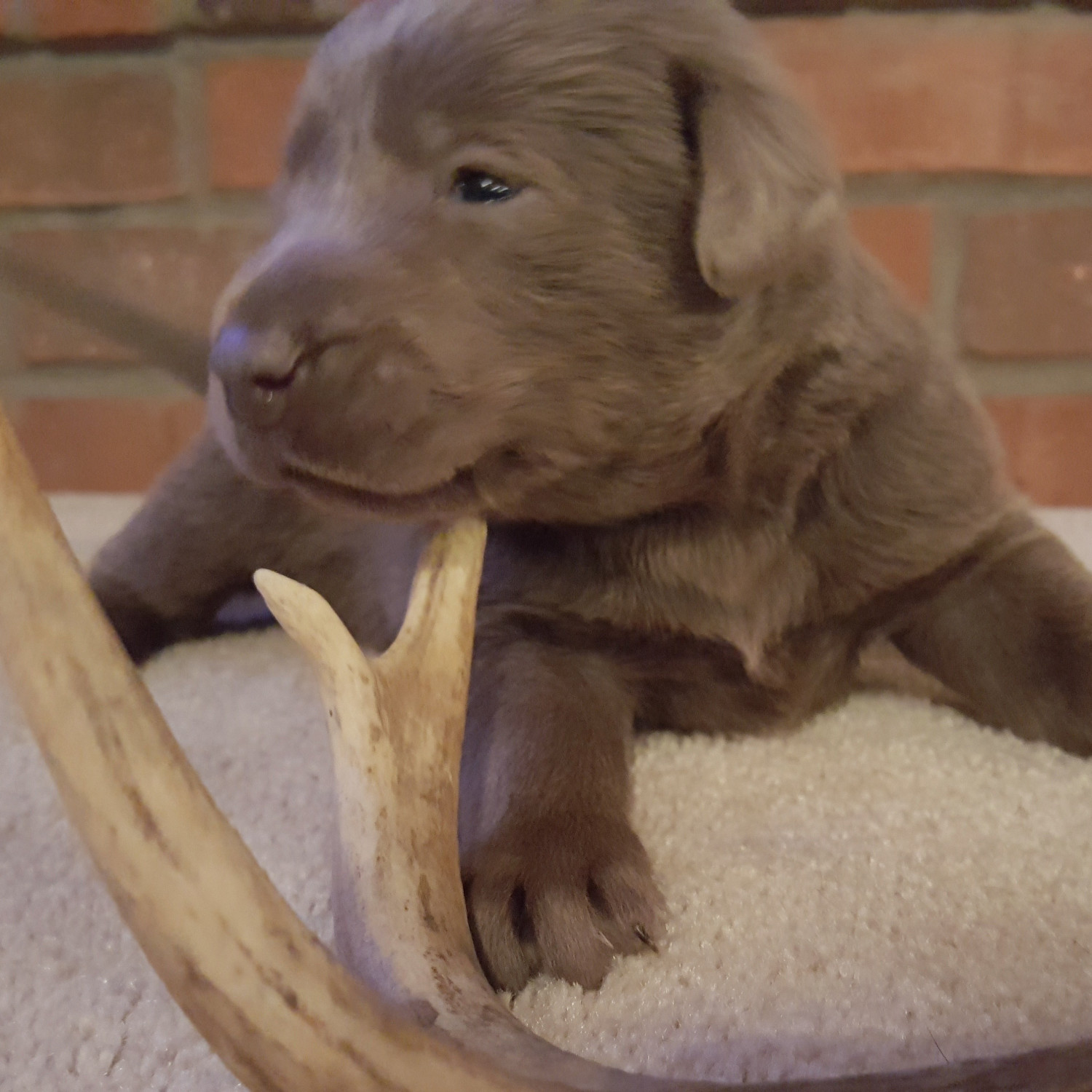 Labrador Retriever Puppies For Sale Creston, IA 178250