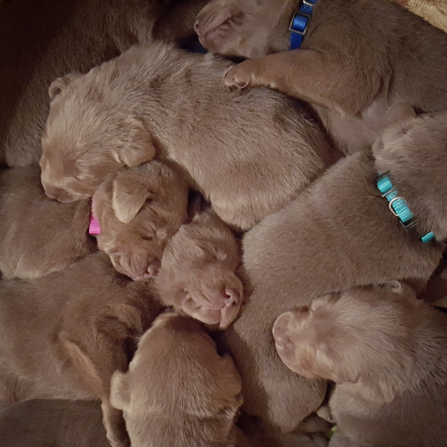 Labrador Retriever Puppies For Sale Creston, IA 178250
