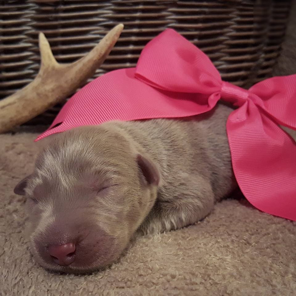 Labrador Retriever Puppies For Sale Creston, IA 178250