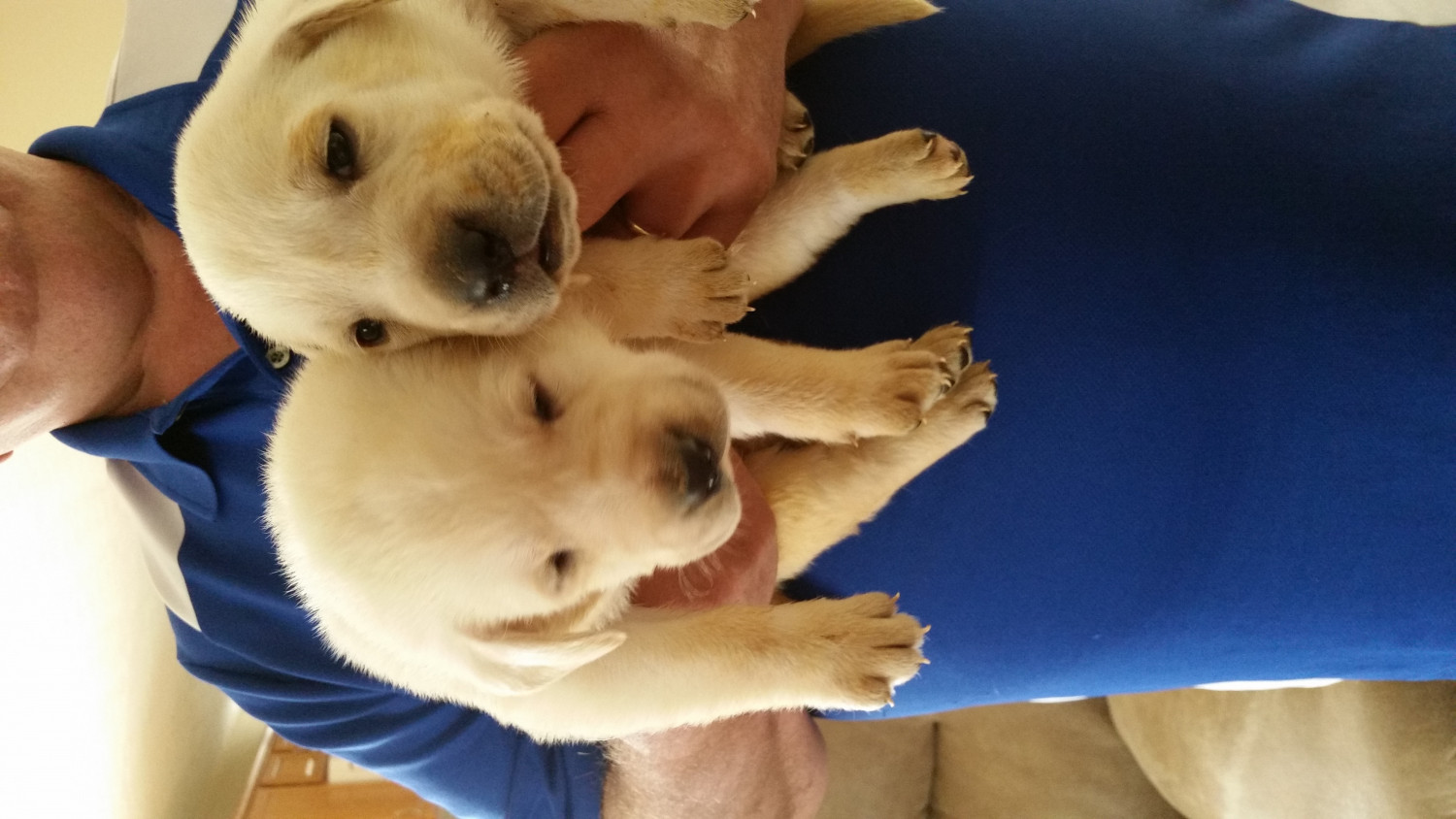 Labrador Retriever Puppies For Sale Lancaster, OH 182272