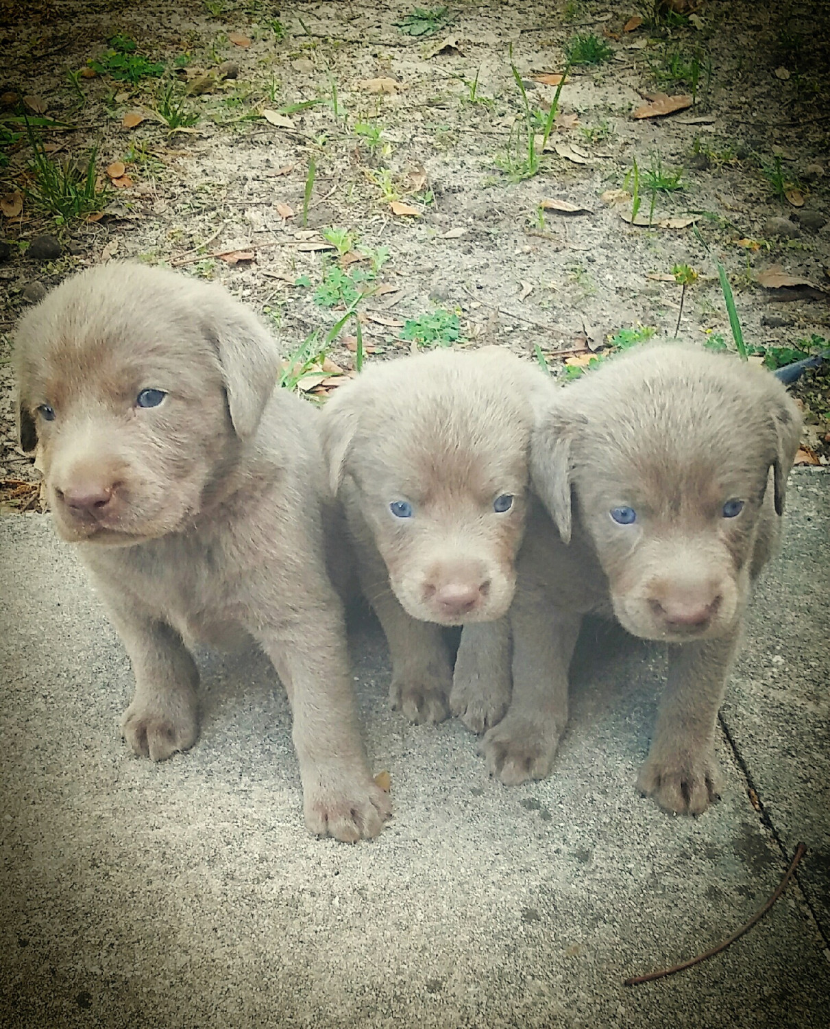 Labrador Retriever Puppies For Sale | Ocala, FL #185609