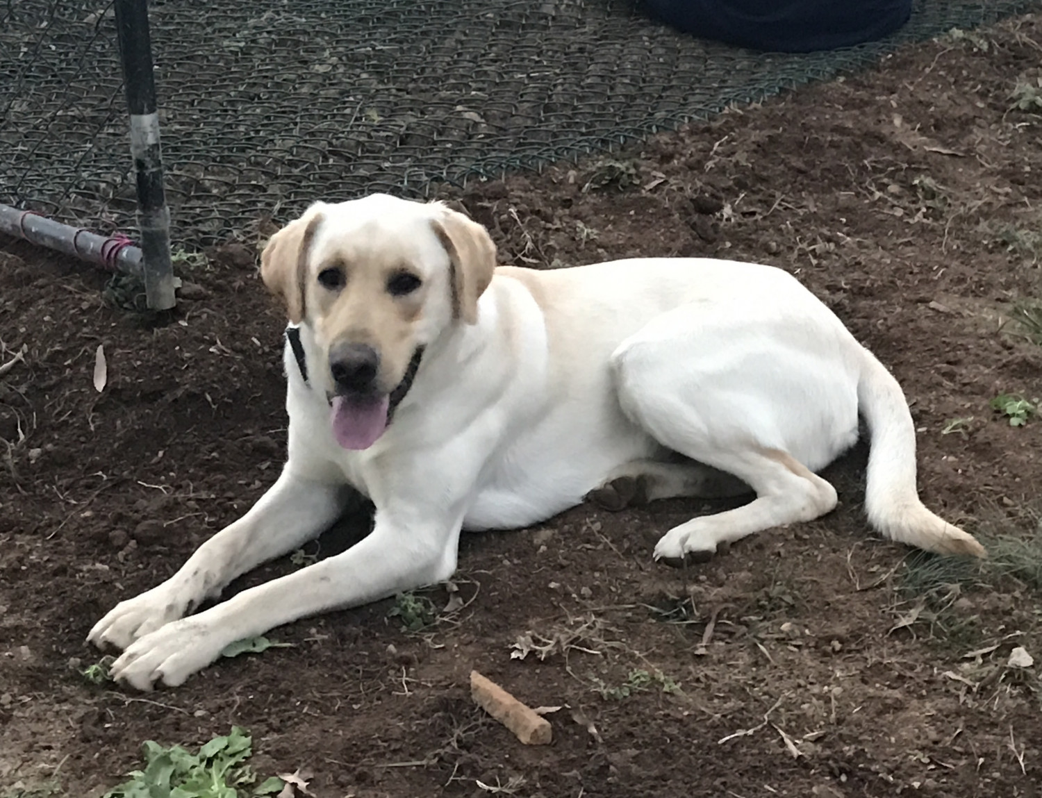 Labrador Retriever Puppies For Sale Greensboro, NC 191712