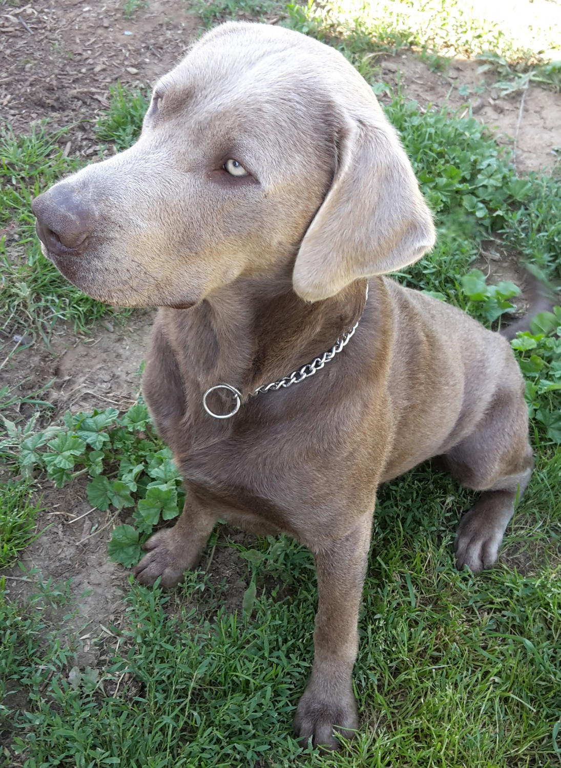Labrador Retriever Puppies For Sale Lindsay, CA 185362