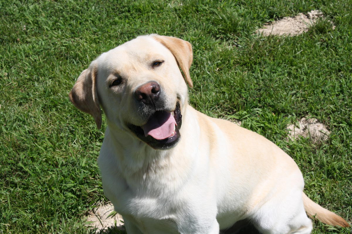 Labrador Retriever Puppies For Sale | Jacksonville, FL #222679