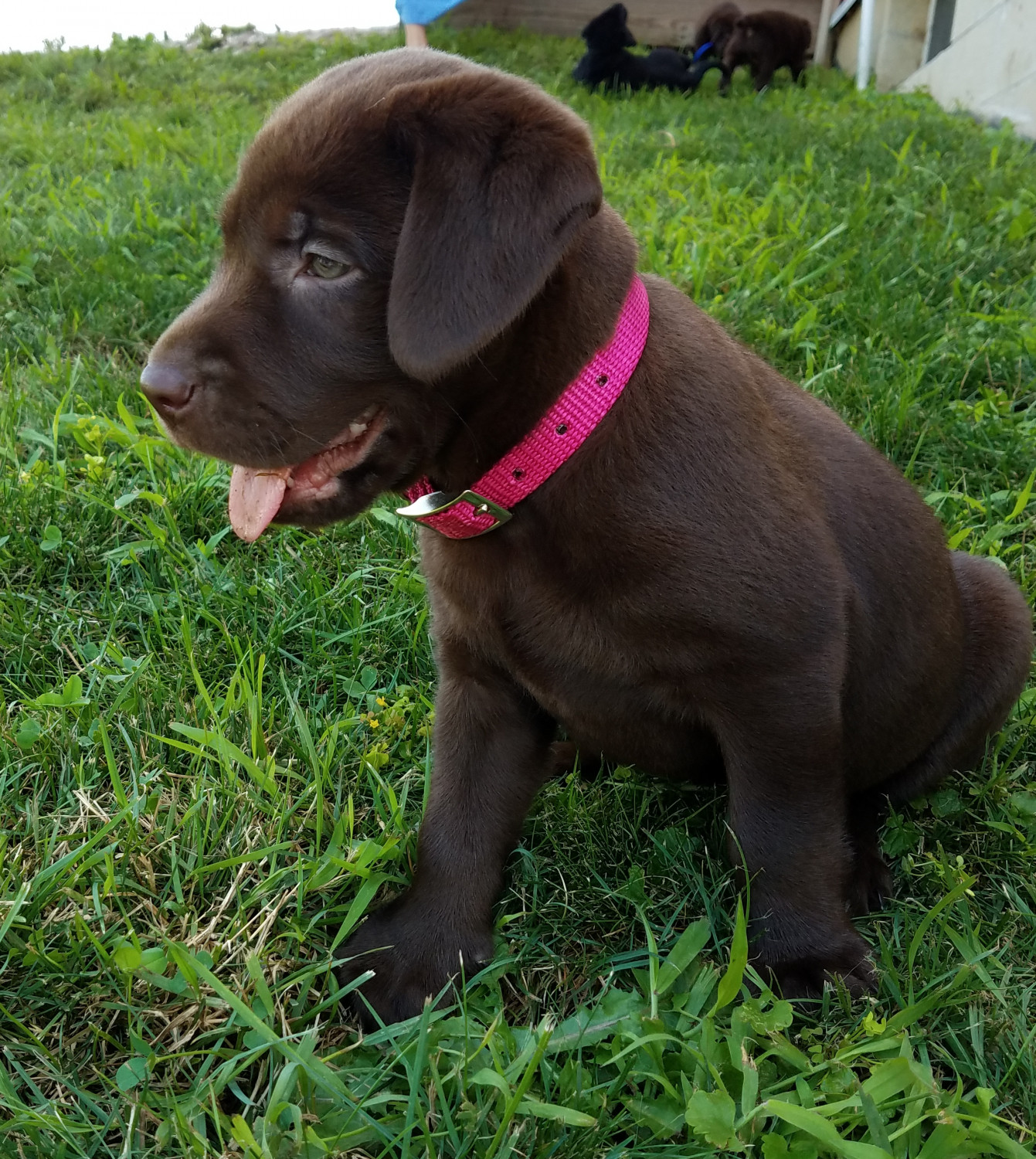 Labrador Retriever Puppies For Sale Wooster, OH 230167