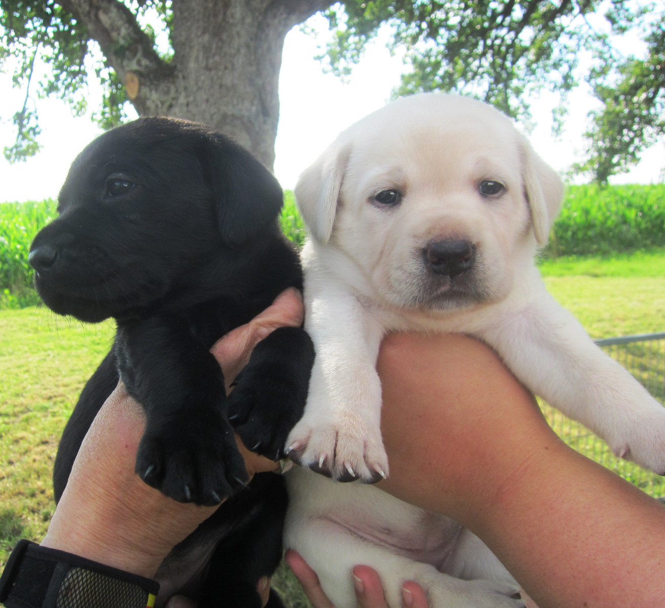 49 Best Images Free Labrador Puppies Los Angeles : Adopt Bella on Petfinder | Puppy adoption, Labrador ...