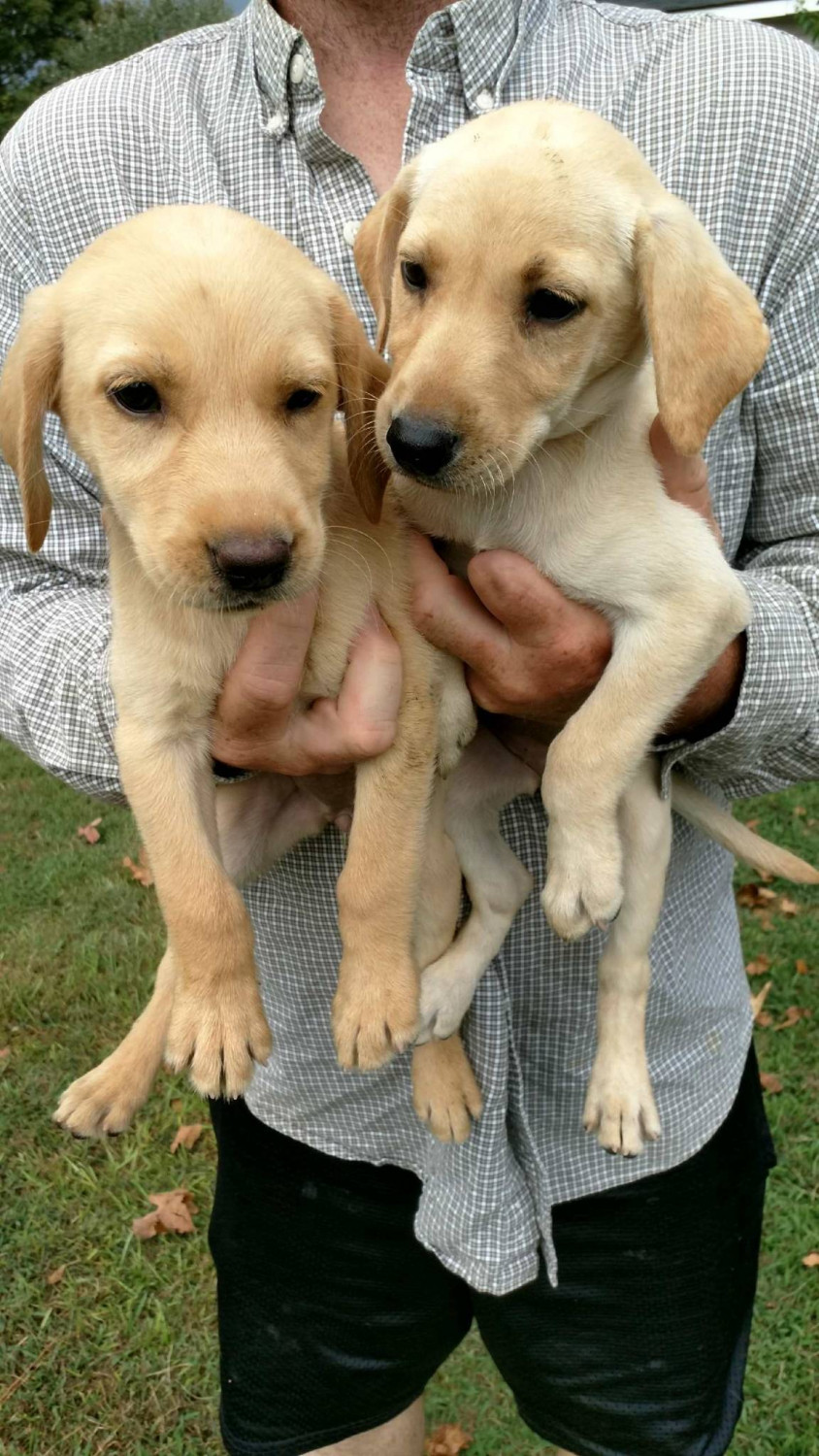 Labrador Retriever Puppies For Sale | Raleigh, NC #233837