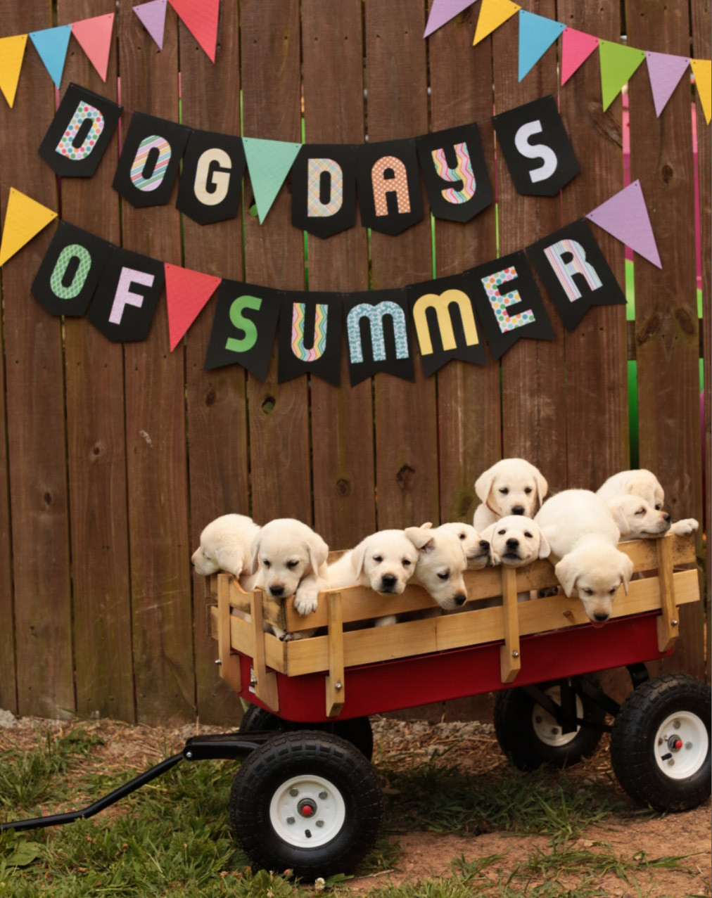 Labrador Retriever Puppies For Sale Springfield Mo 233854