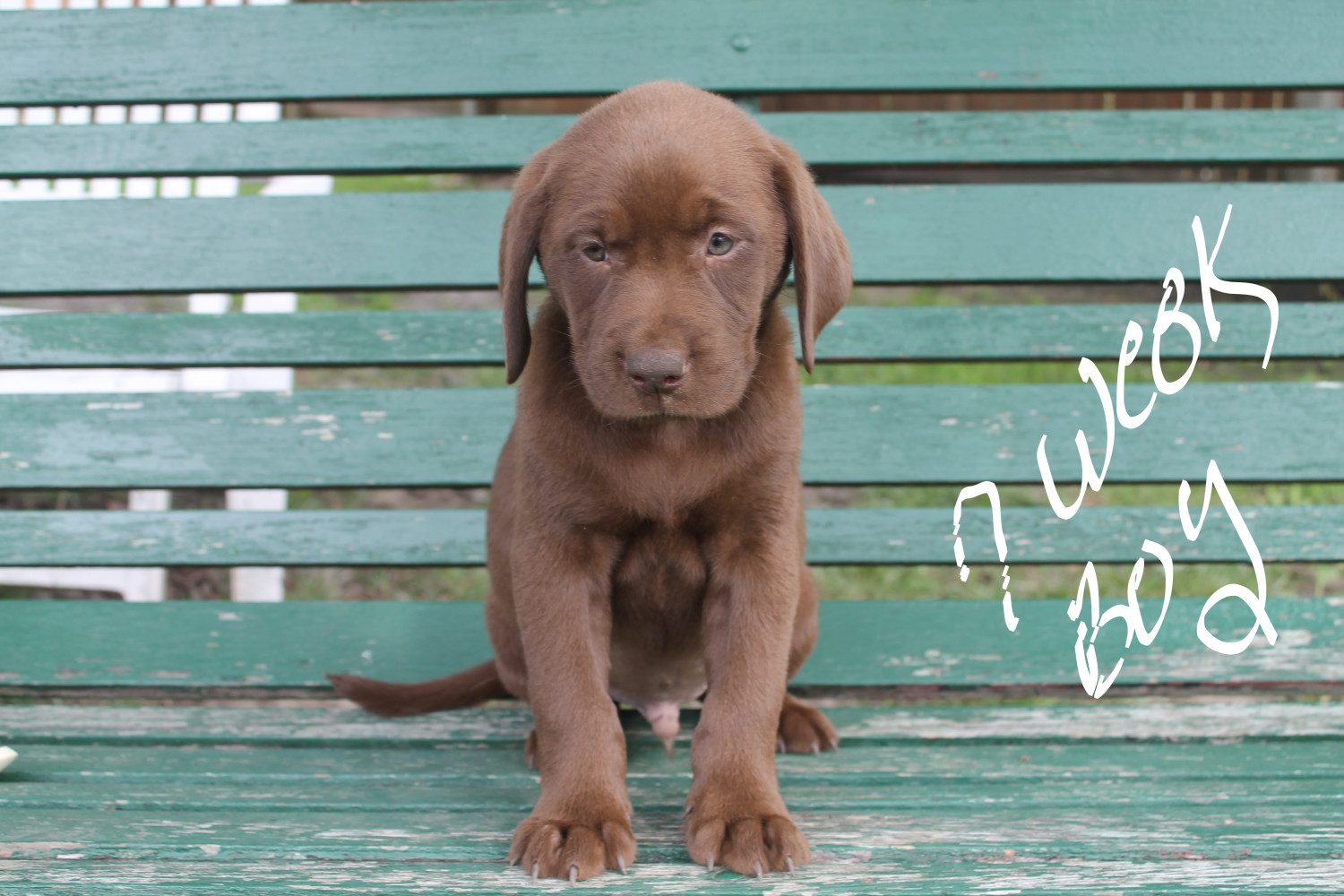 Labrador Retriever Puppies For Sale Kalamazoo, MI 231402