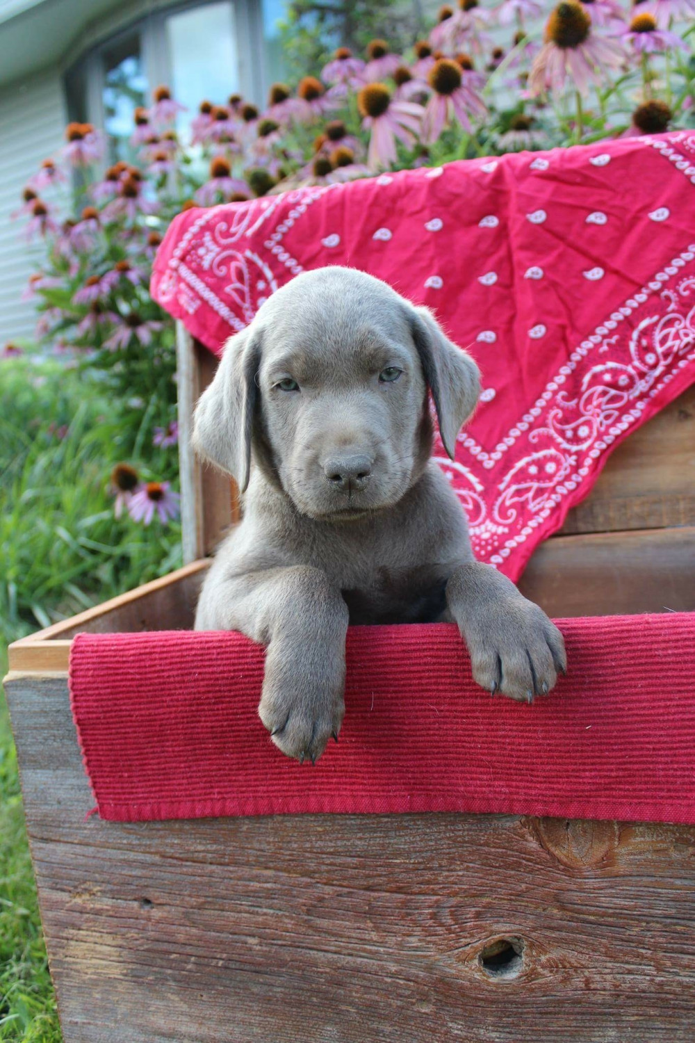 Labrador Retriever Puppies For Sale Decorah, IA 242698