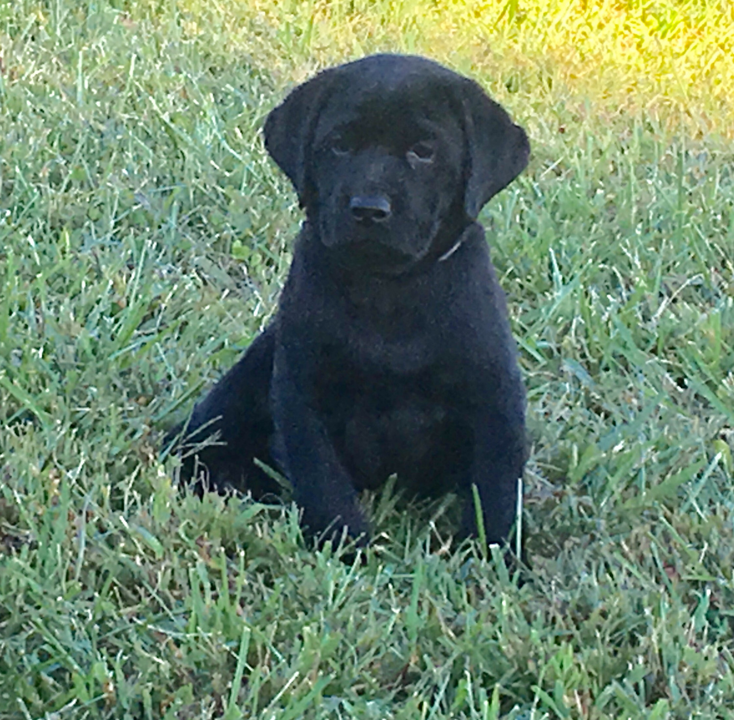 Labrador Retriever Puppies For Sale Elkin, NC 245121