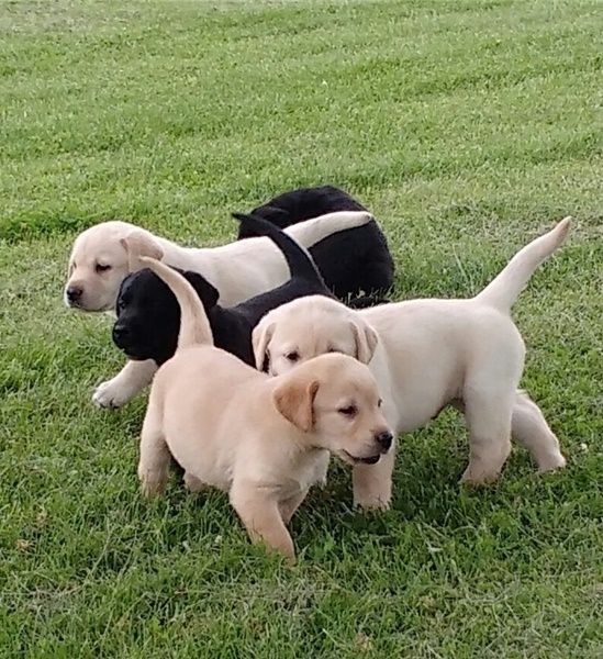 Labrador Retriever Puppies For Sale | Charlotte, NC #252746