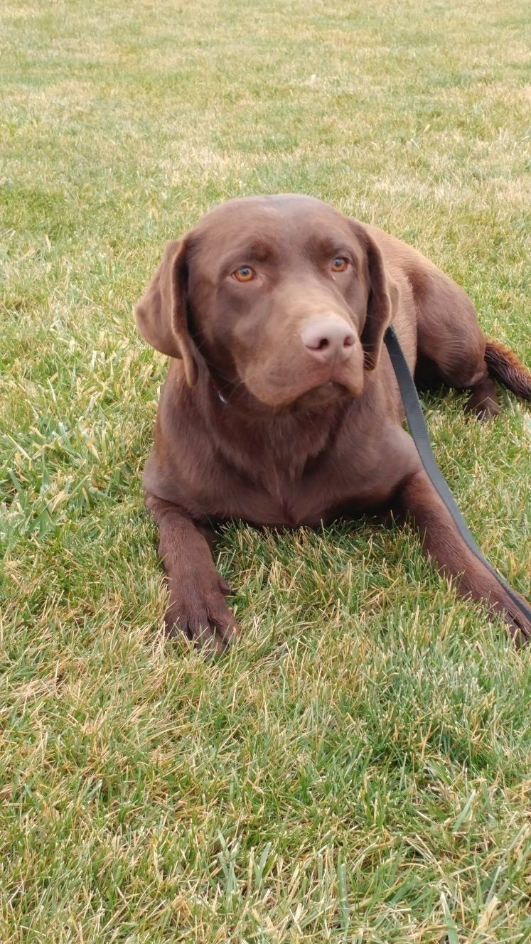 Labrador Retriever Puppies For Sale Greenville, OH 253138