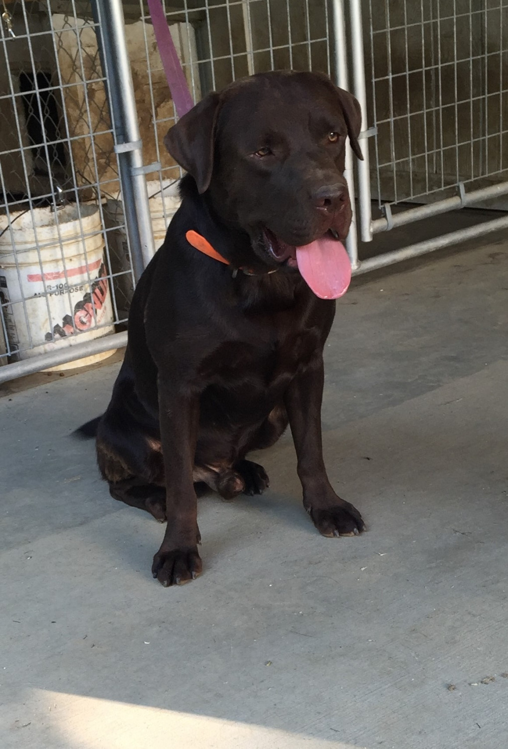 Labrador Retriever Puppies For Sale Millersburg, OH 263494