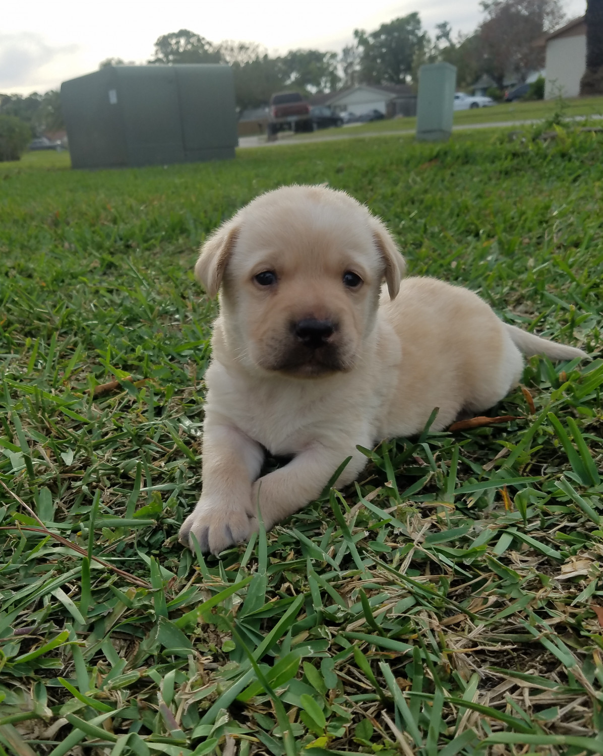 oakblossomdesign: Labrador Puppies Florida