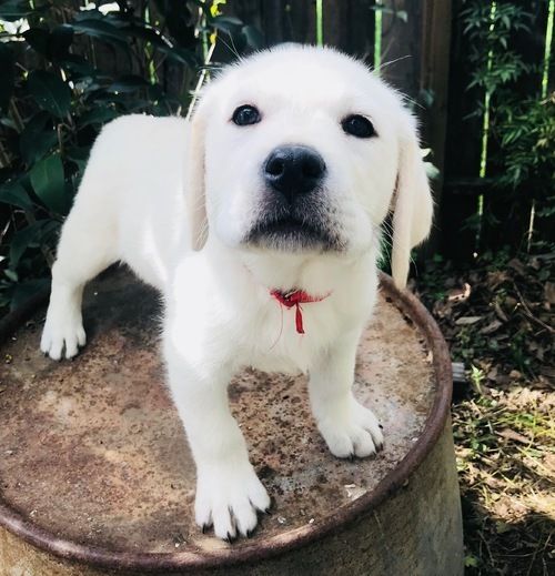 Labrador Retriever Puppies For Sale Orlando Fl 270600