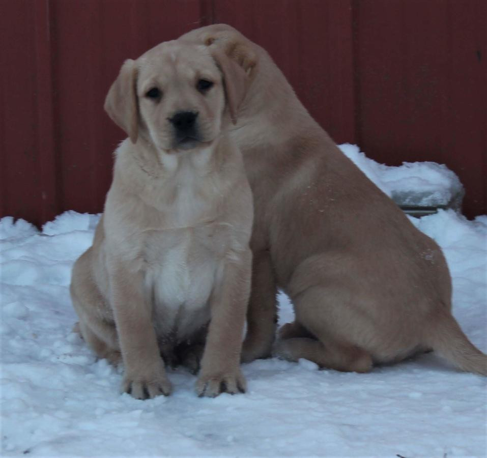 Labrador Retriever Puppies For Sale Seattle, WA 271500