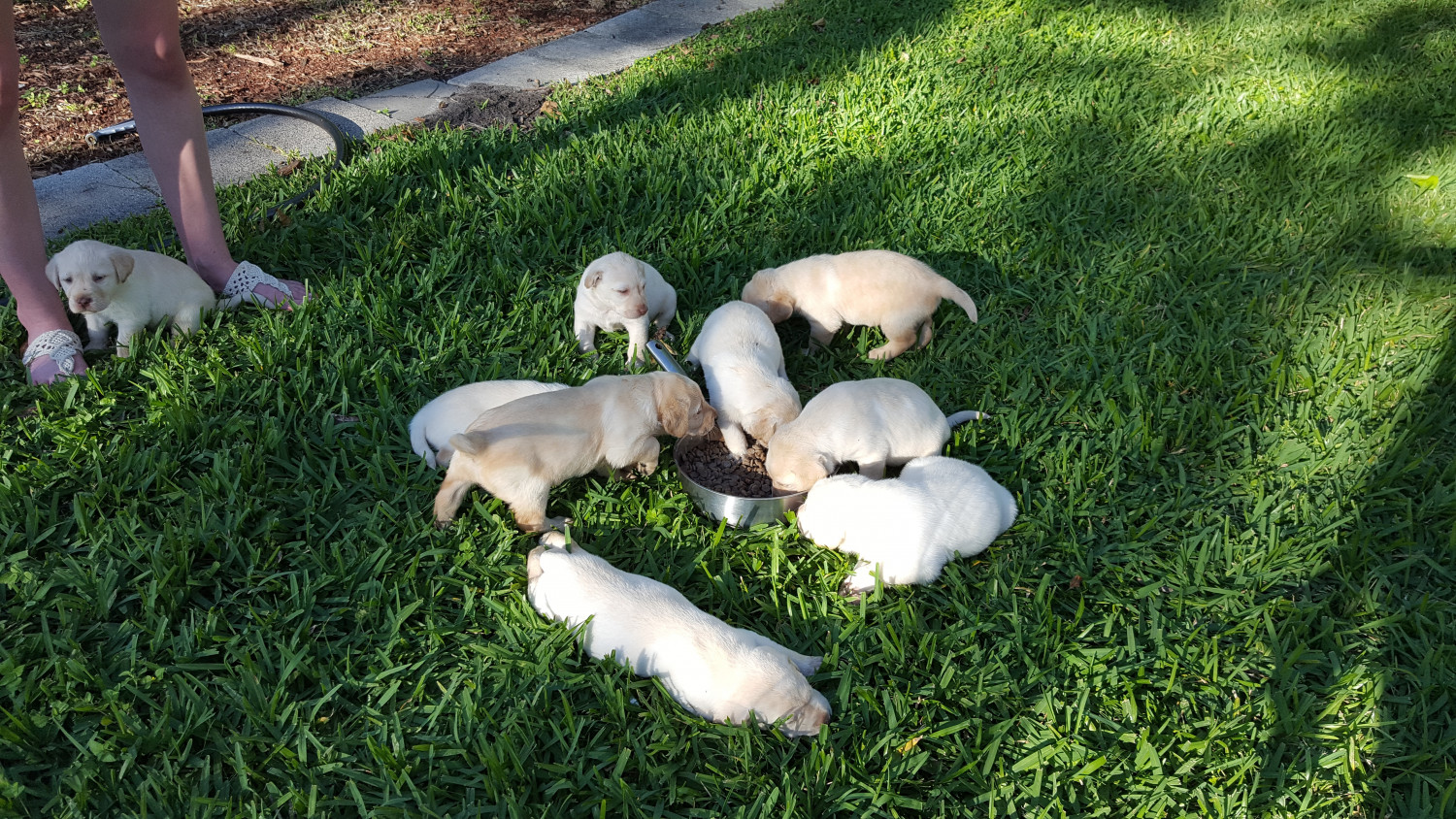 Labrador Retriever Puppies For Sale Victoria, TX 273892