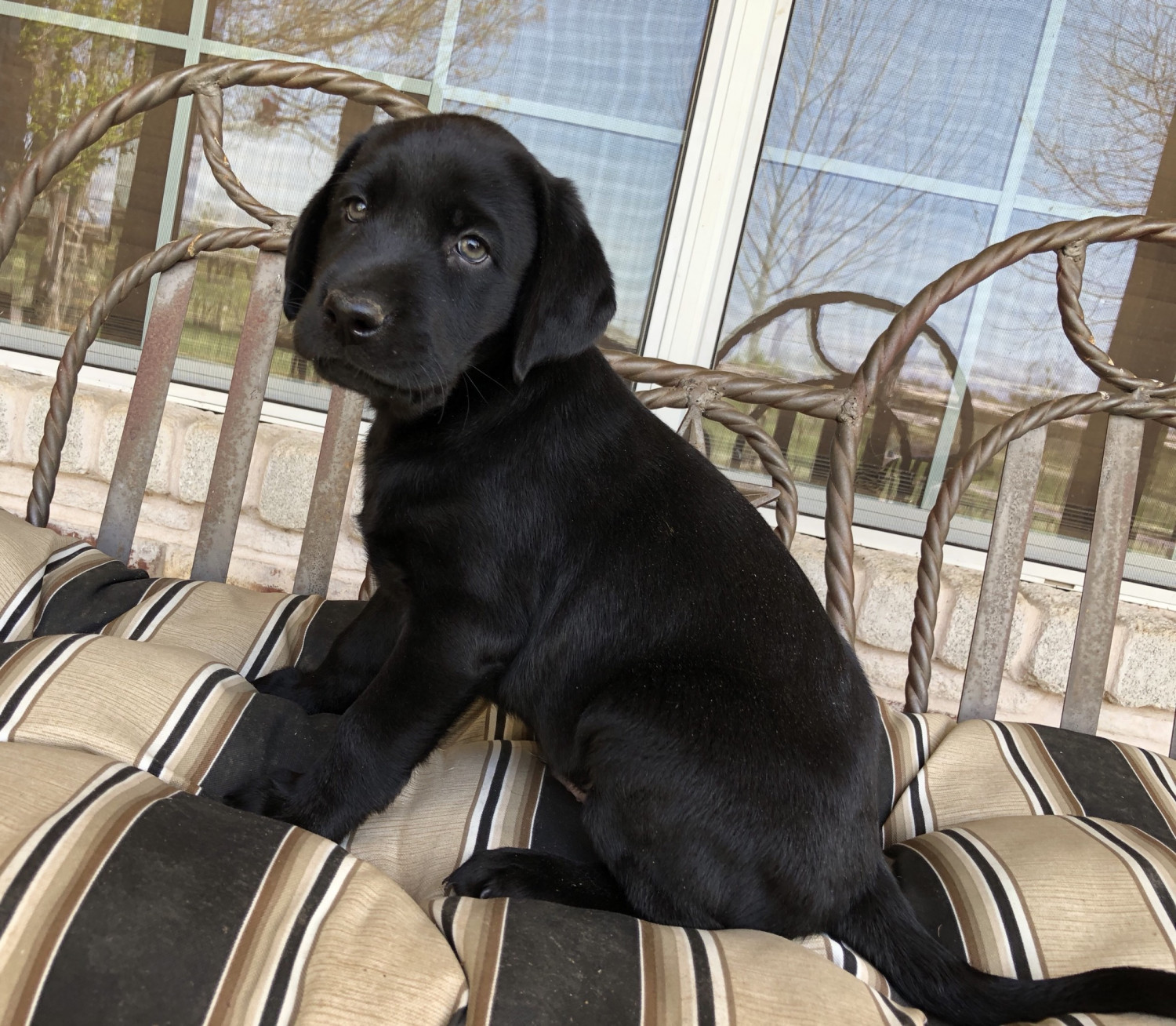Labrador Retriever Puppies For Sale Weatherford, TX 274726