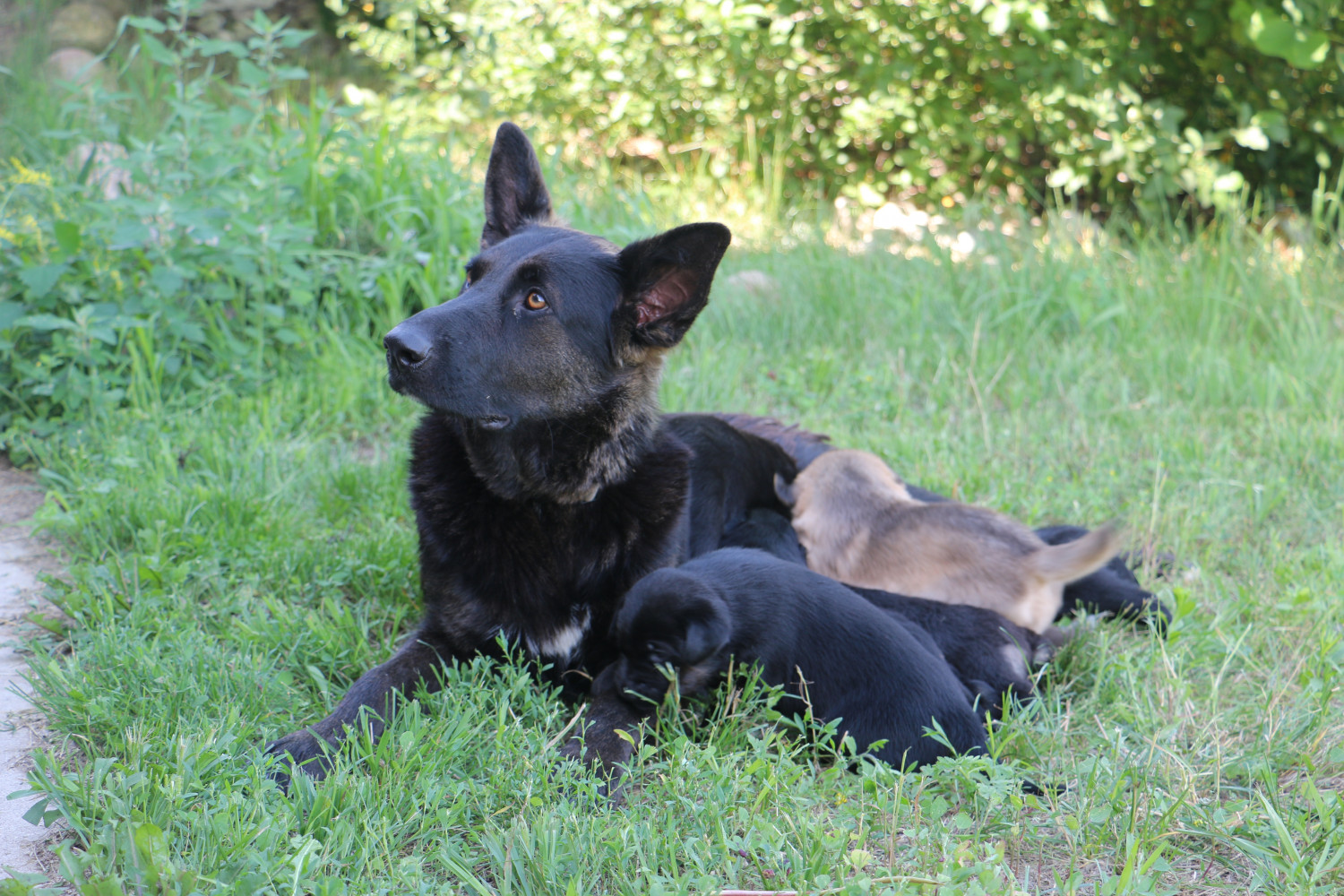 Labrador Retriever Puppies For Sale Coldwater, MI 279068