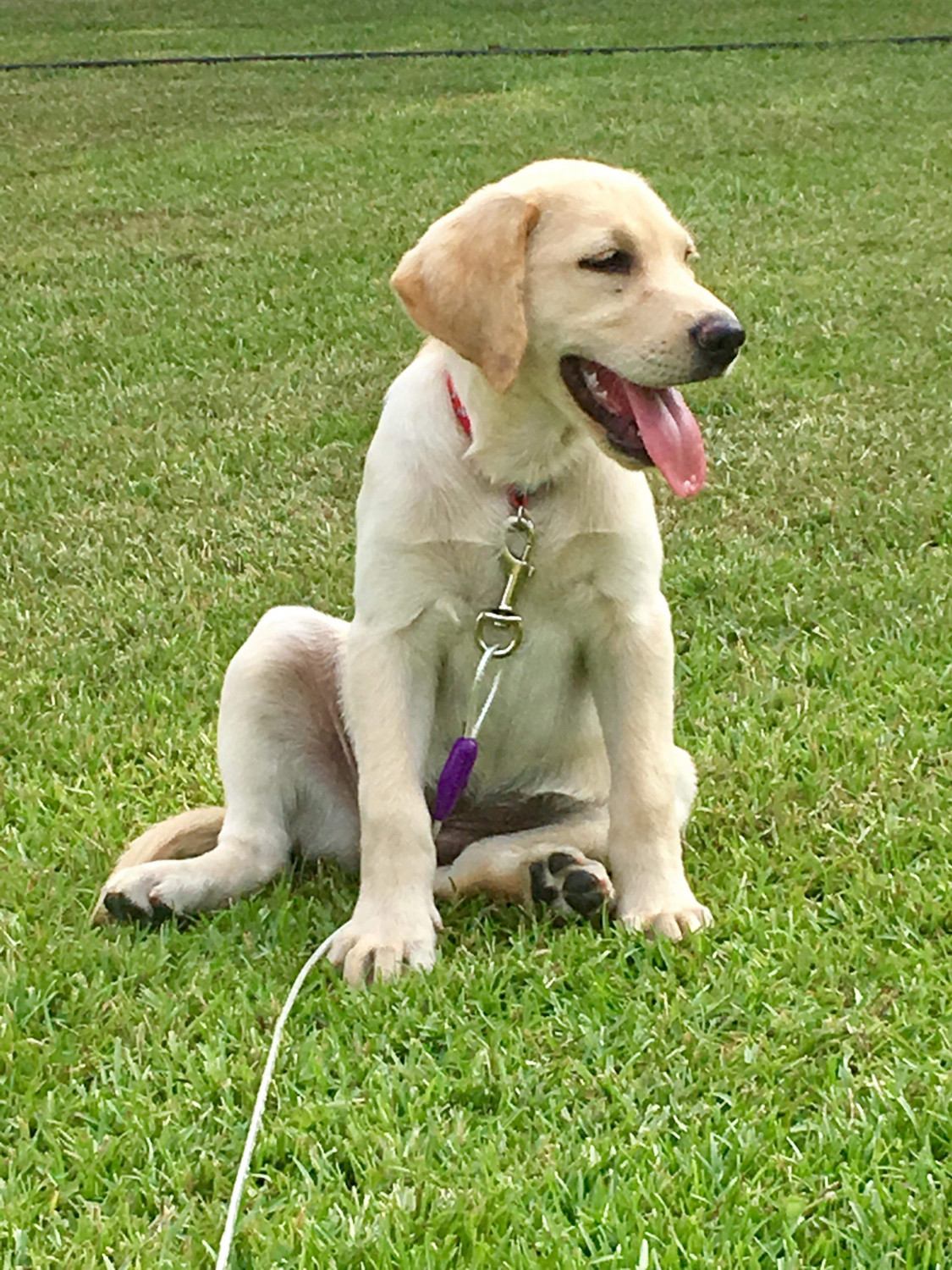 Labrador Retriever Puppies For Sale Pembroke, NC 281092