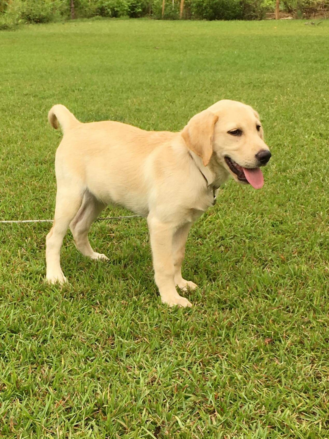 Labrador Retriever Puppies For Sale Pembroke, NC 281092