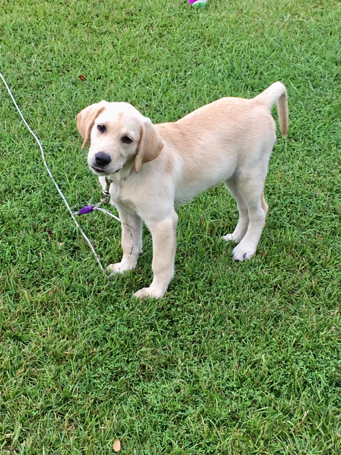 Labrador Retriever Puppies For Sale Pembroke, NC 281603