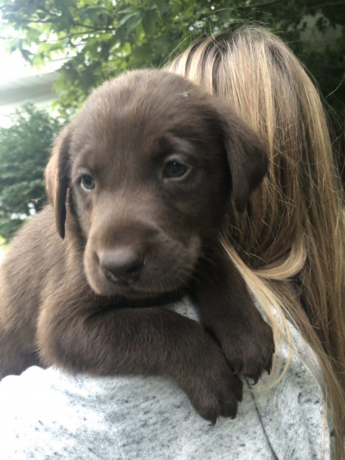 Labrador Retriever Puppies For Sale Clare, MI 283743