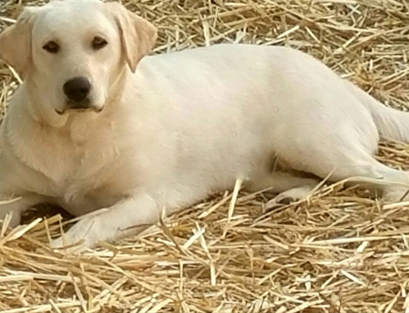 Labrador Retriever Puppies For Sale Murfreesboro, TN 285136