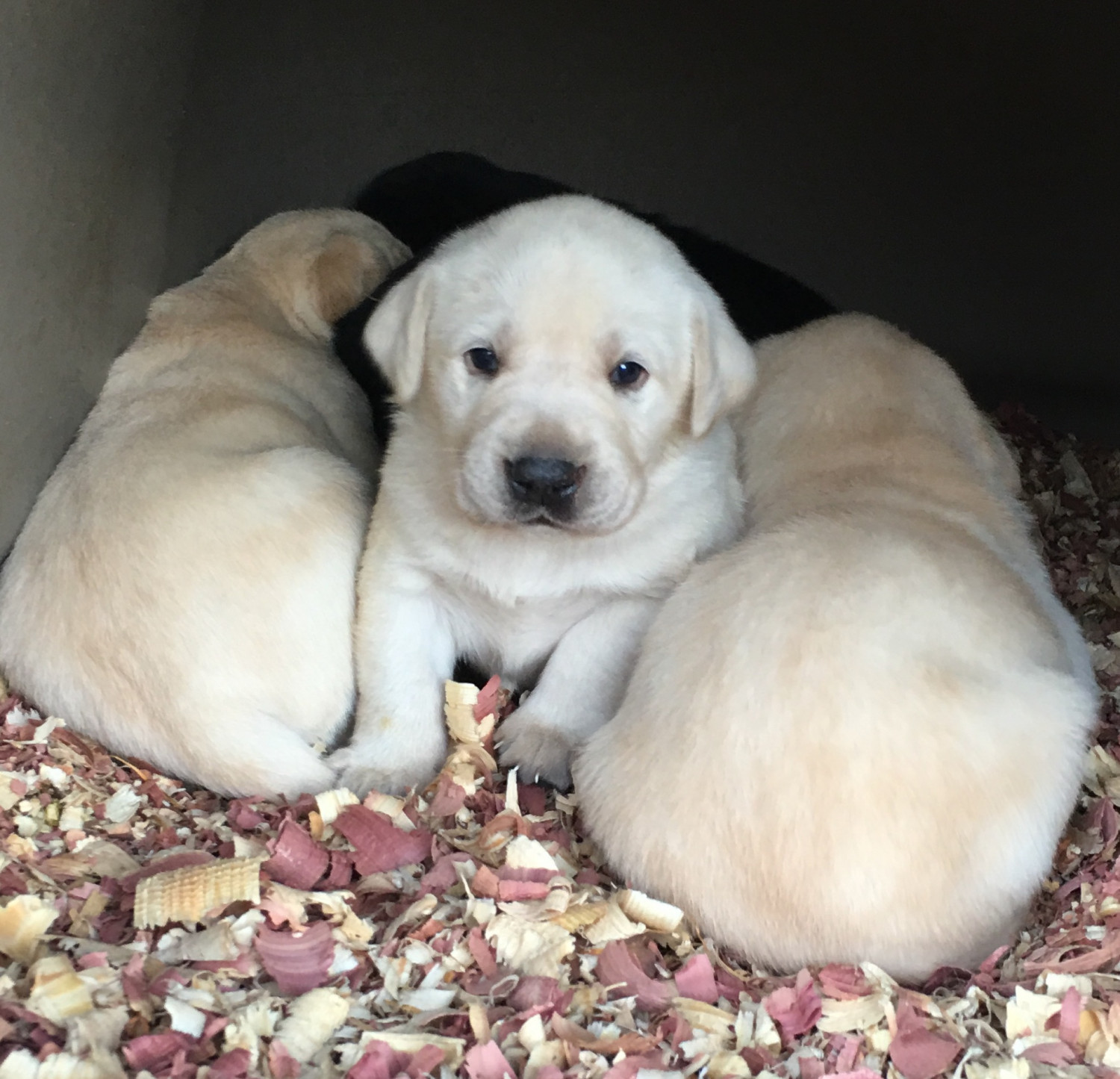 Labrador Retriever Puppies For Sale Township of Taylorsville, NC 295100