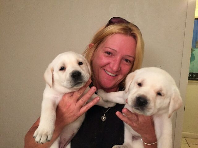 Labrador Retriever Puppies For Sale | Tampa, FL #296391