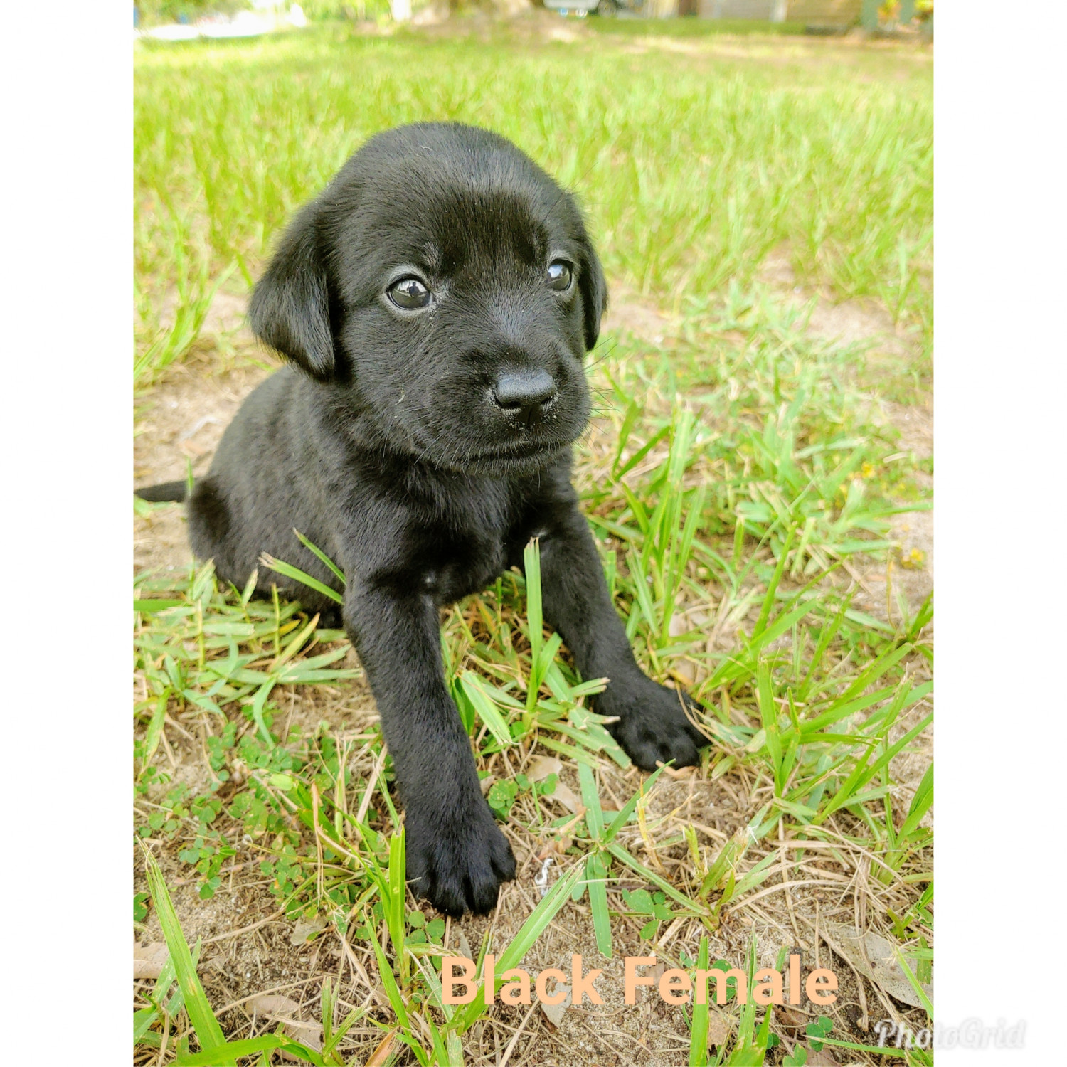 Labrador Retriever Puppies For Sale Lake Wales, FL 302450