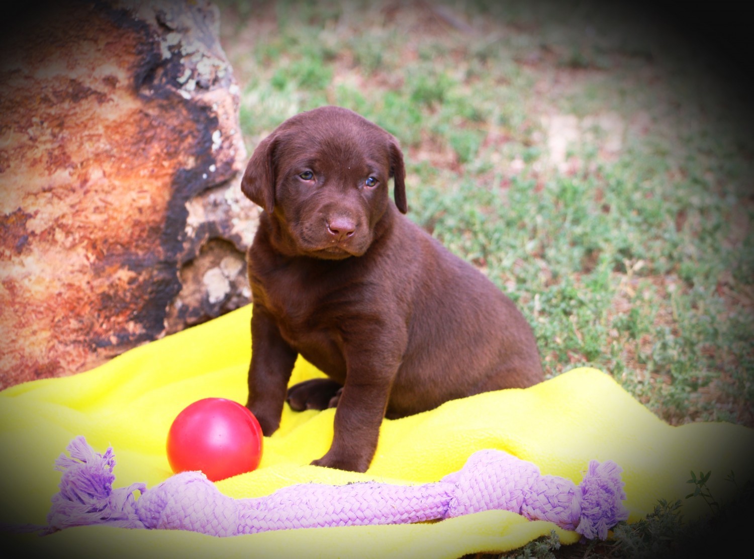 Labrador Retriever Puppies For Sale | Colorado Springs, CO #306428