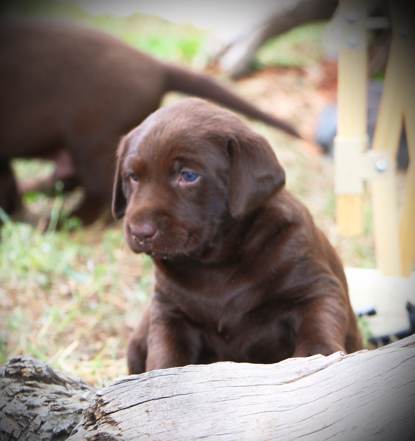 Labrador Retriever Puppies For Sale | Colorado Springs, CO #306428