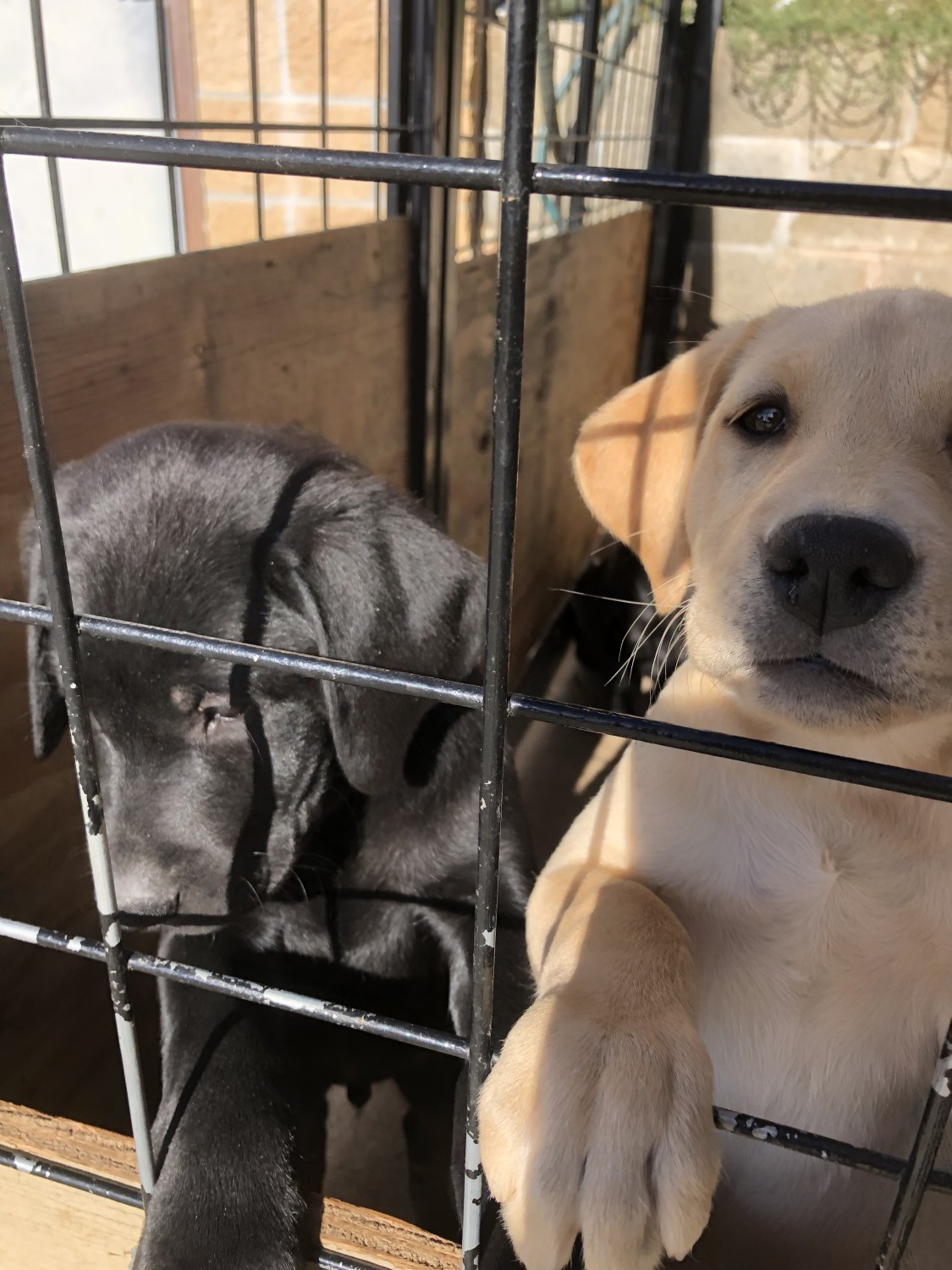 Labrador Retriever Puppies For Sale Auburn, CA 310254