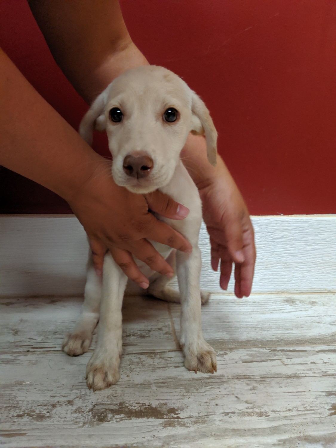 Labrador Retriever Puppies For Sale Queen Creek, AZ 311132