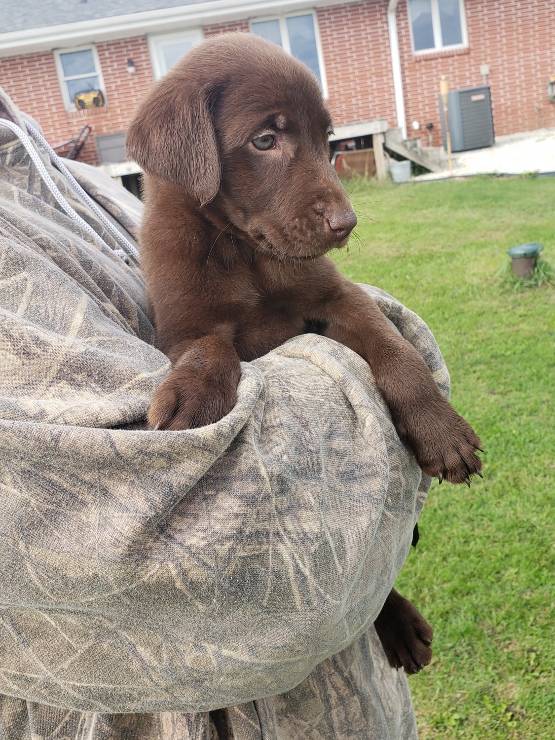 Labrador Retriever Puppies For Sale Oakville, IA 311213