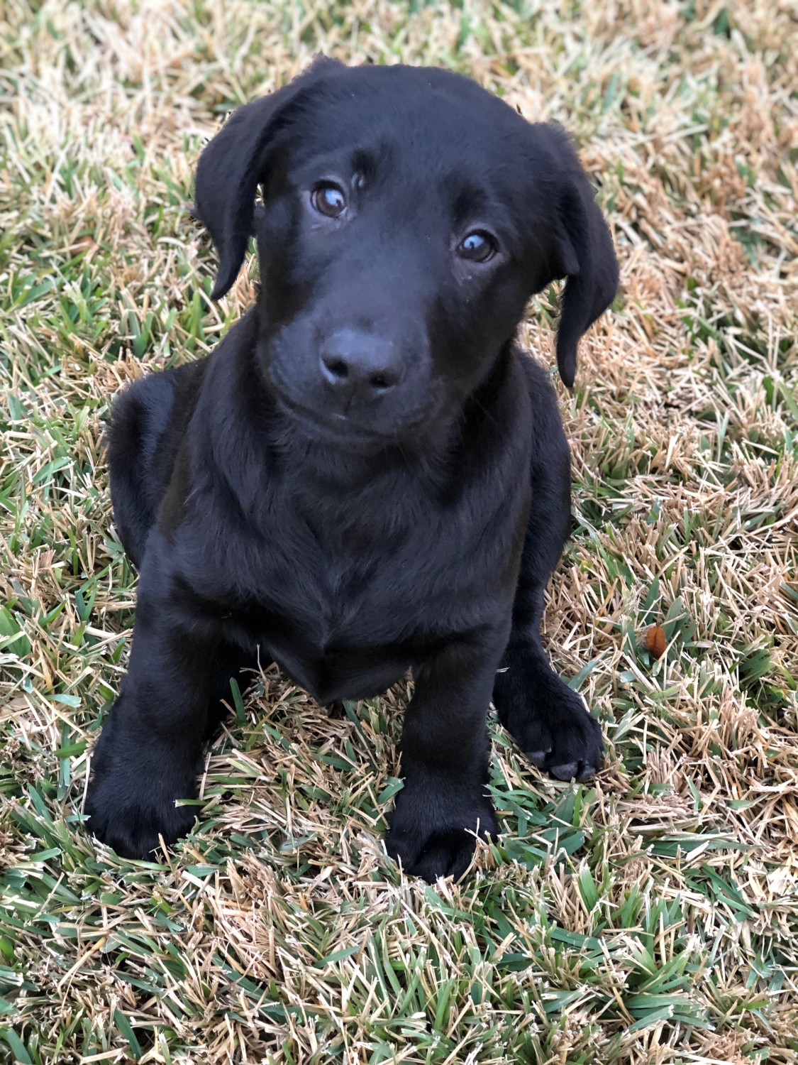 Labrador Retriever Puppies For Sale Houston, TX 319208