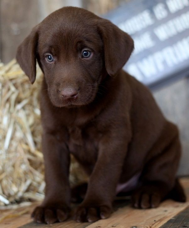 Labrador Retriever Puppies For Sale | Houston, TX #320271