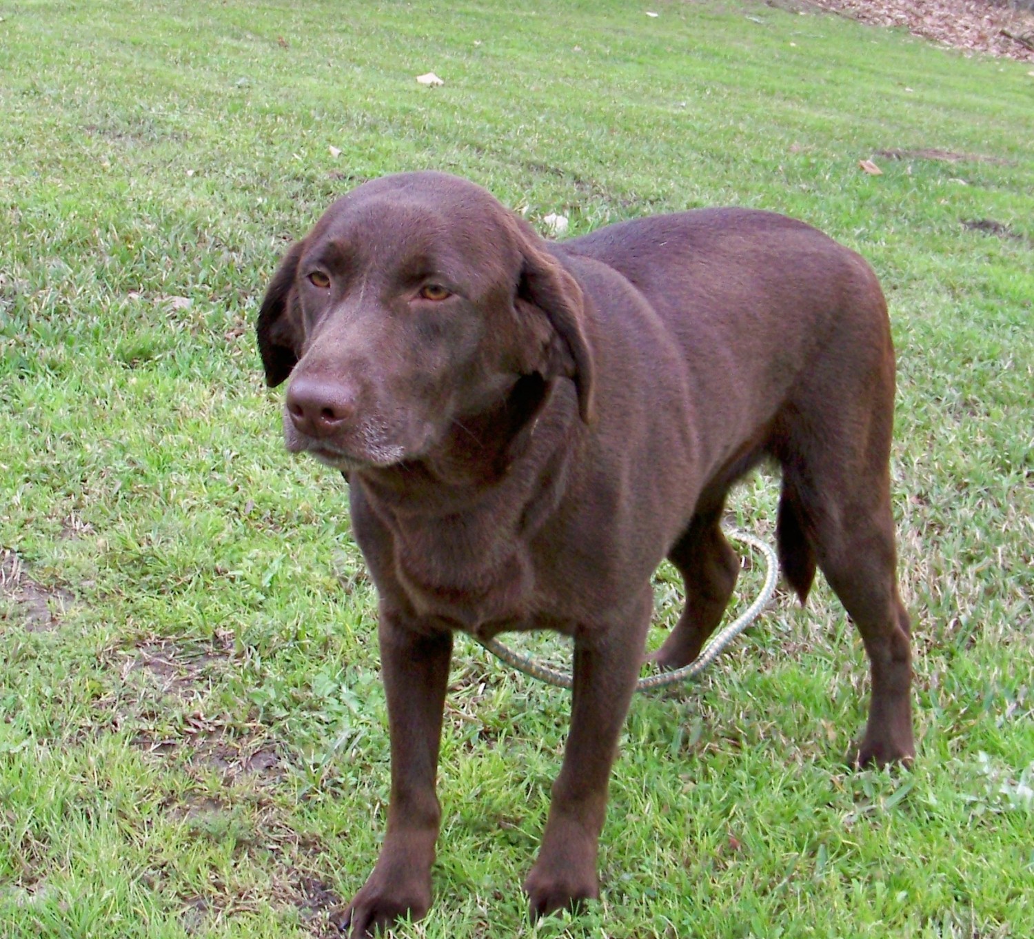 Labrador Retriever Puppies For Sale Lovelady, TX 325851