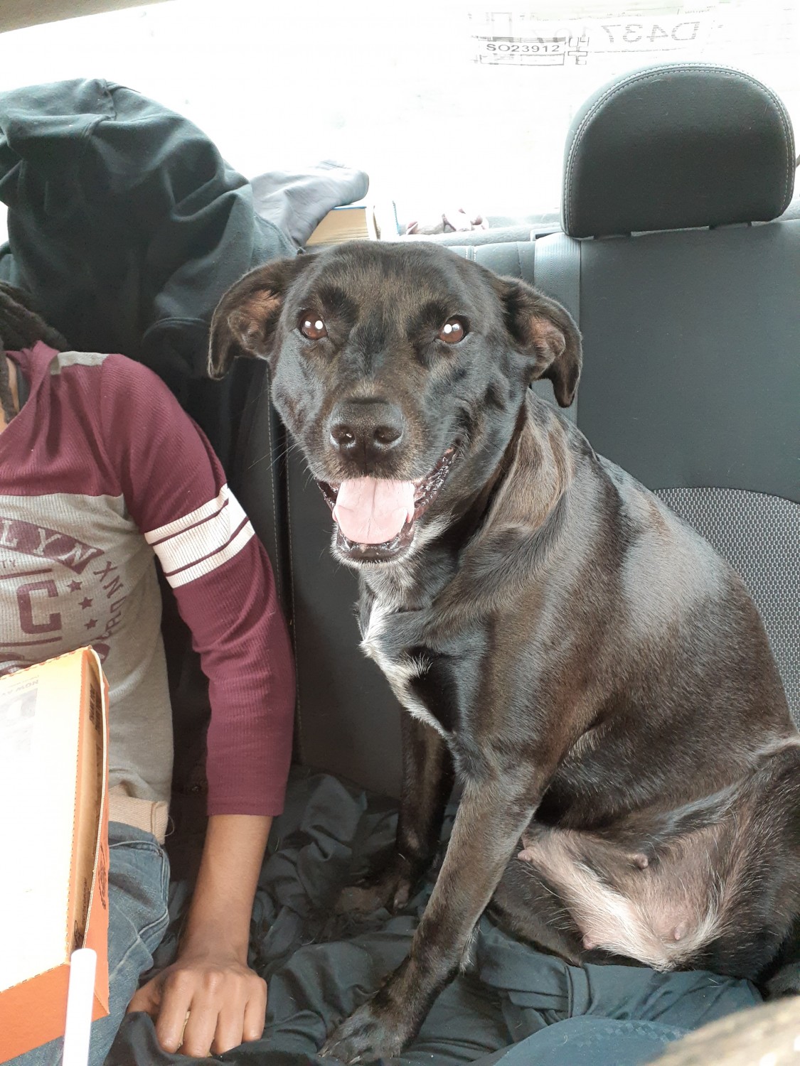 Labrador Retriever Puppies For Sale Memphis, TN 326410