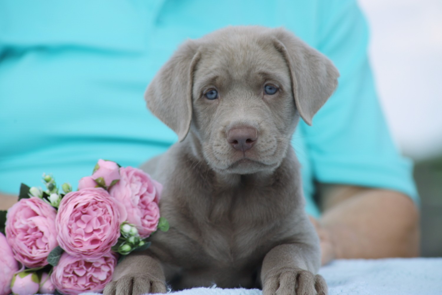 Labrador Retriever Puppies For Sale | Punta Gorda, FL #326703