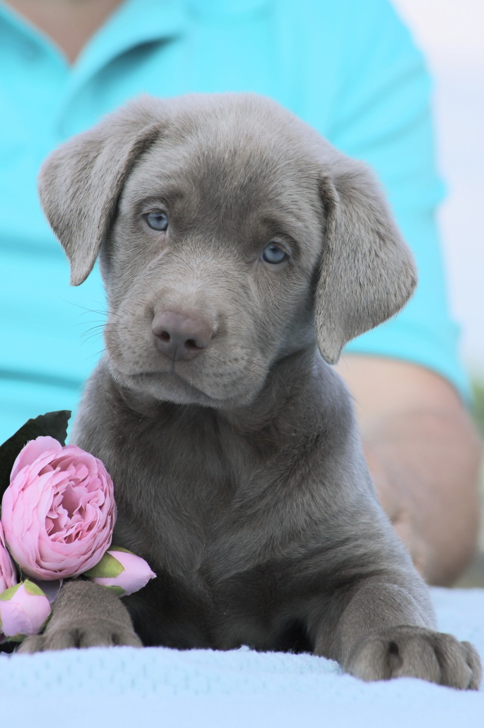 Labrador Retriever Puppies For Sale | Punta Gorda, FL #326703