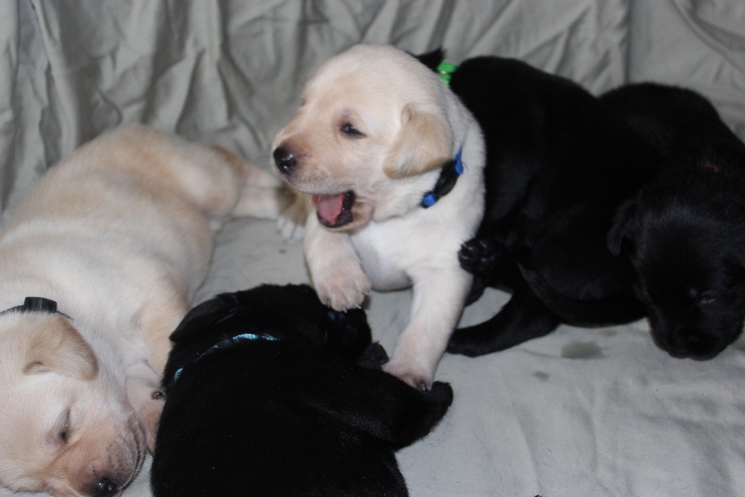 Labrador Retriever Puppies For Sale Fort Worth, TX 327167