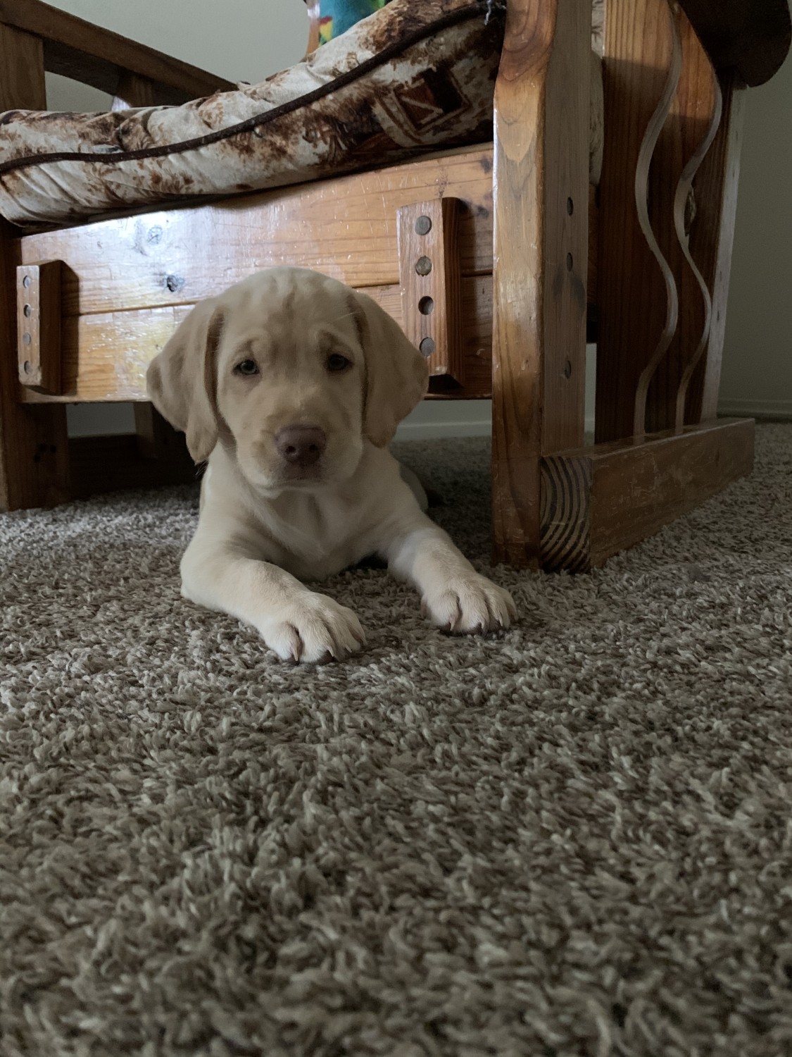 Labrador Retriever Puppies For Sale Fredericksburg, VA 330244